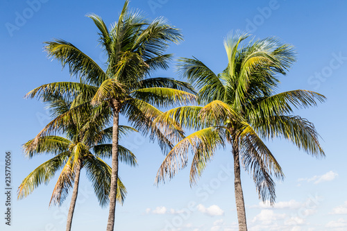 palm tree on the beach © Satoshi Kina