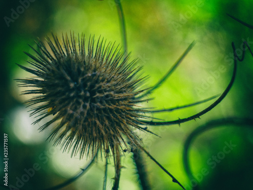 teasel on a background