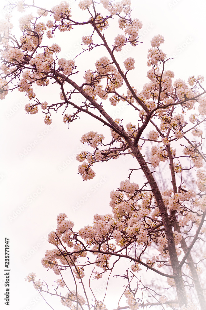 Flowering tree in the early spring