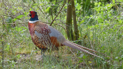 Un magnifique faisan de Colchide à proximité du parc du Marquenterre en Picardie