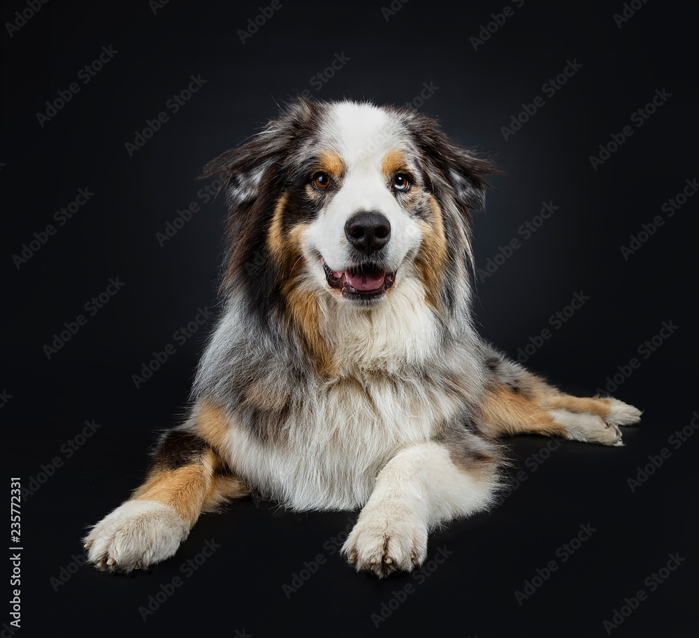 Beautiful adult Australian Shephard dog laying down front view, looking straight at camera with brown with blue spotted eyes. Mouth open. Isolated on black background.