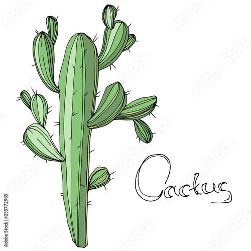 Vector Cactus. Floral botanical flower. Green engraved ink art. Isolated cacti illustration element.