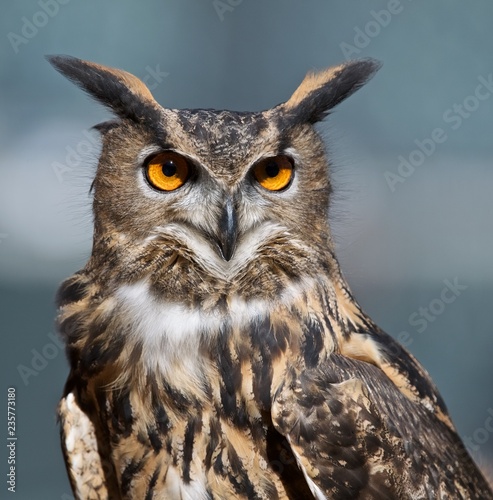 Eagle owl 