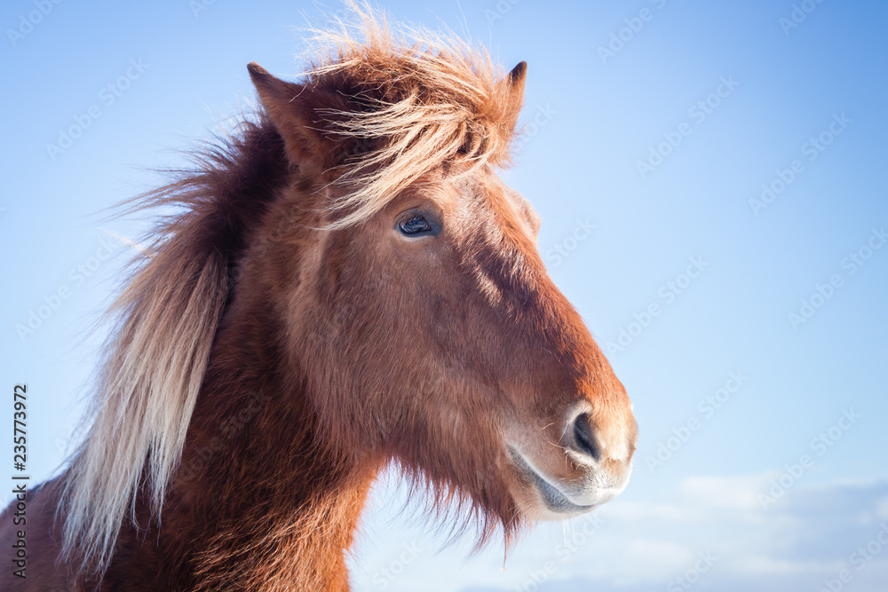 Obraz Hardy Icelandic Horse