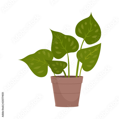Homemade cute home plant in a beautiful colorful pot.