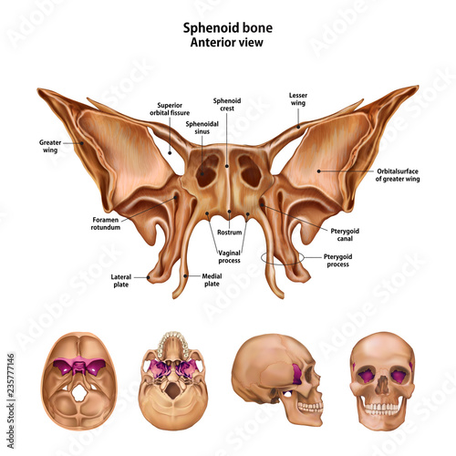 Sphenoid bone.  With the name and description of all sites.