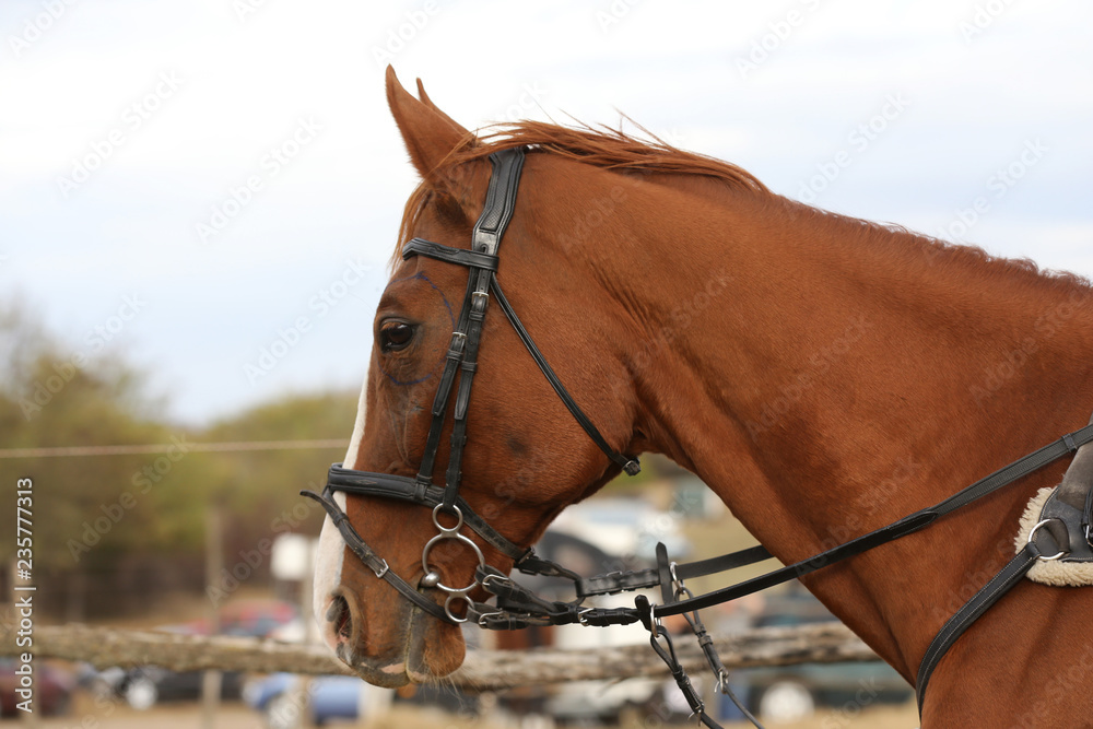 Fototapeta premium Portrait of a young horse in summer outside at rural dressage center