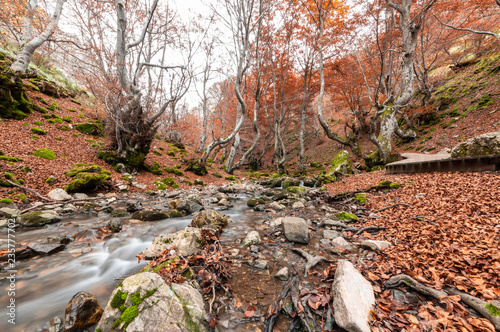 Photograph of the beech forest of Ciñera de Gordon known as Faedo, declared the best preserved forest in Spain in 2007 and within the biosphere reserve of Alto Bernesga. Province of Leon Spain photo