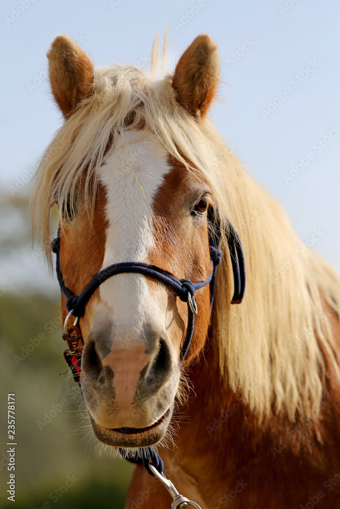 Fototapeta premium Portrait of a young horse in summer outside at rural dressage center