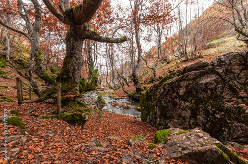 Photograph with 500-year-old beech known as Fagus in the foreground. It's in beech forest of Ciñera, Leon (Spain) known as Faedo, declared the best preserved forest in Spain in 2007. photo