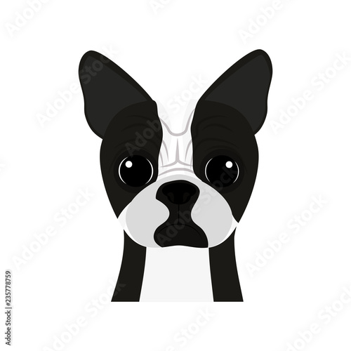 cute boston terrier pet