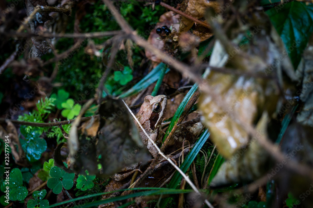 Nahaufnahme von einem Forsch auf dem Waldboden Nahaufnahme von einem Forsch auf dem Waldboden