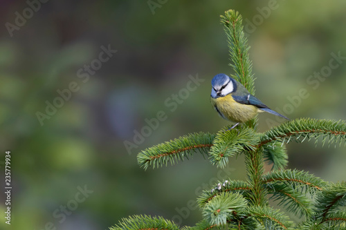 blue tit close up posing amongst grass and pine branches during early morning in november, scotland.