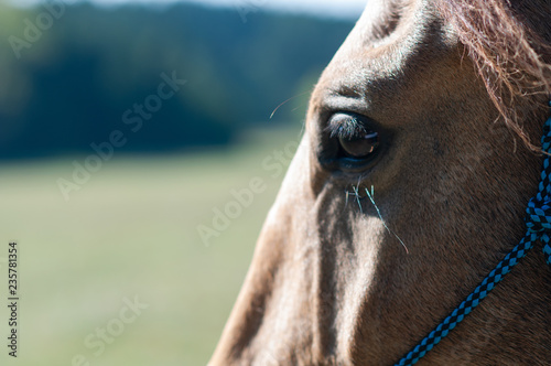 Detail of a horse eye in the nature