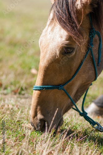 Detail of horse head in the nature