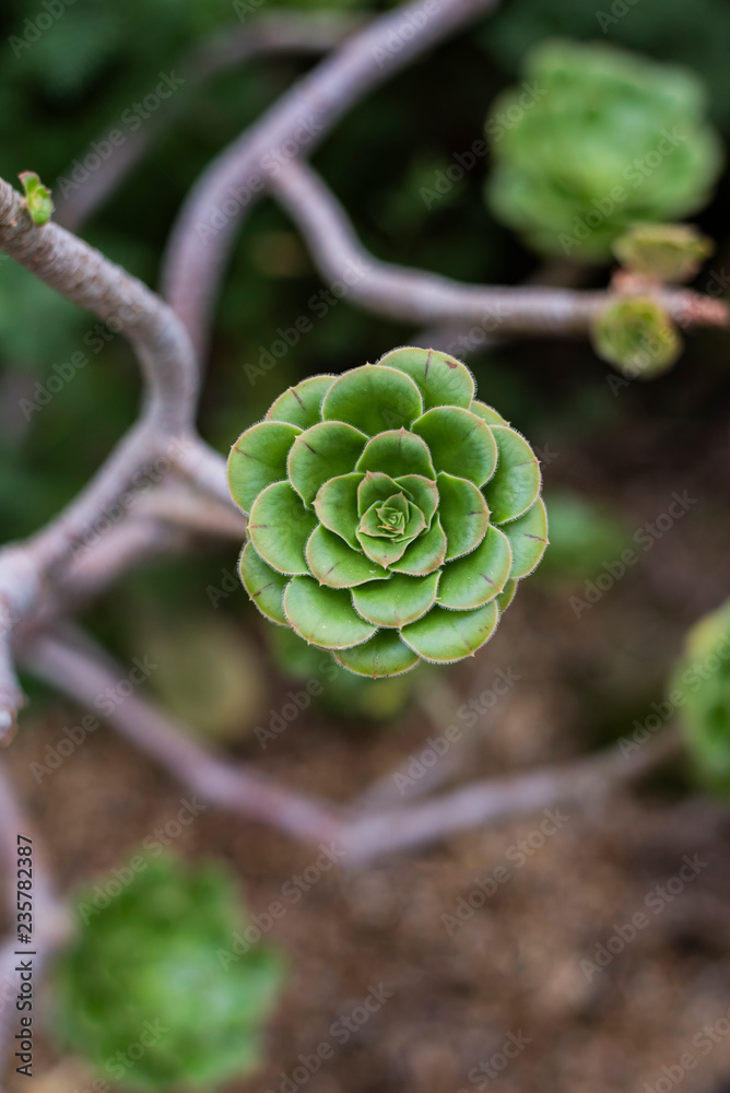 Fototapeta premium green succulent garden, echeveria shrub, woody succulent, succulent tree, cactus, botanical garden