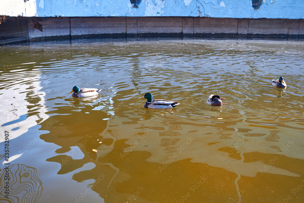 Fototapeta premium Ducks swim in the water. Drake swims in the lake. Many ducks swim in the city pond. Bird with bright multi-colored feathers. Duck with a beautiful color floats on water.