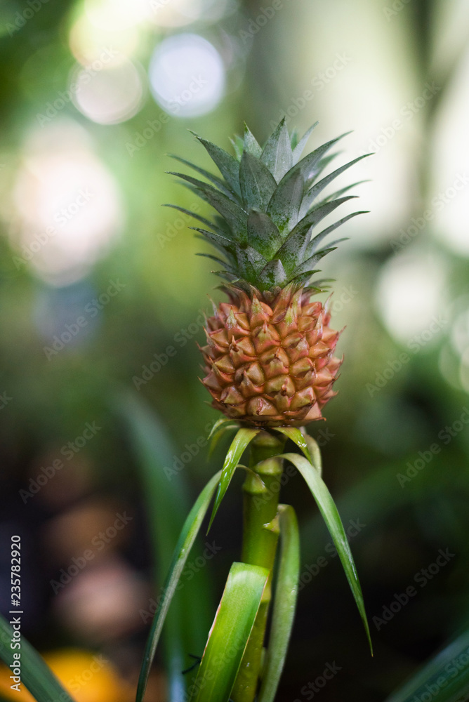 small growing pineapple on bush, pineapple plant, baby pineapple, plant setting fruit, tropical fruit on tree small growing pineapple on bush, pineapple plant, baby pineapple, plant setting fruit, tropical fruit on tree