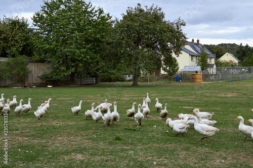 Geese in nature. Domestic geese graze in the meadow. Poultry walk on the grass. Domestic geese are walking on the grass. Rural bird grazes in the meadow.