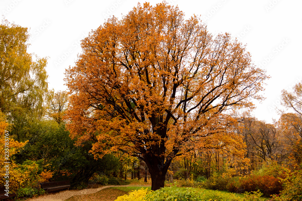 Naklejka premium Wonderful autum tree