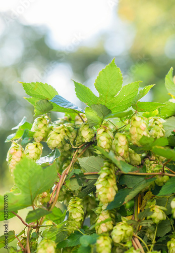 hops growing on twisting vine, hop plant growing in the wild, Humulus lupulus, golden hour, craft beer photo