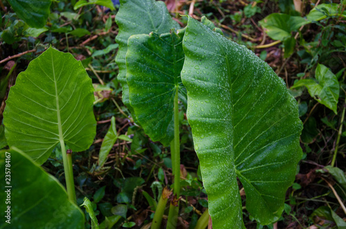 planta