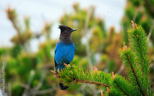 blue jay with  profile view on evergreen branch