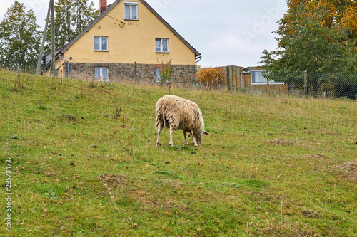 Sheep graze in the meadow. Sheep walk on the grass. A ram eating grass on a scorch. Sheep graze in the countryside. Pets lamb walk on nature. Ewe graze in the meadows of Germany.