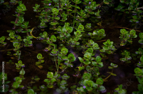 plantas
