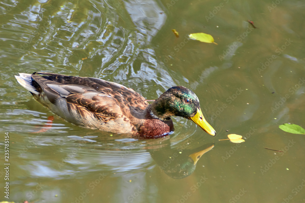 Duck swimming in the lake. Bird with bright multi-colored feathers. Duck with a beautiful color floats on water. Duck swimming in the lake. Bird with bright multi-colored feathers. Duck with a beautiful color floats on water.