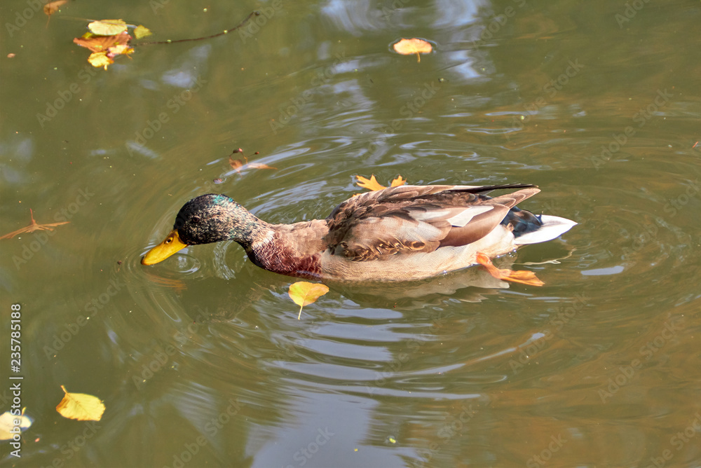 Duck swimming in the lake. Bird with bright multi-colored feathers. Duck with a beautiful color floats on water. Duck swimming in the lake. Bird with bright multi-colored feathers. Duck with a beautiful color floats on water.