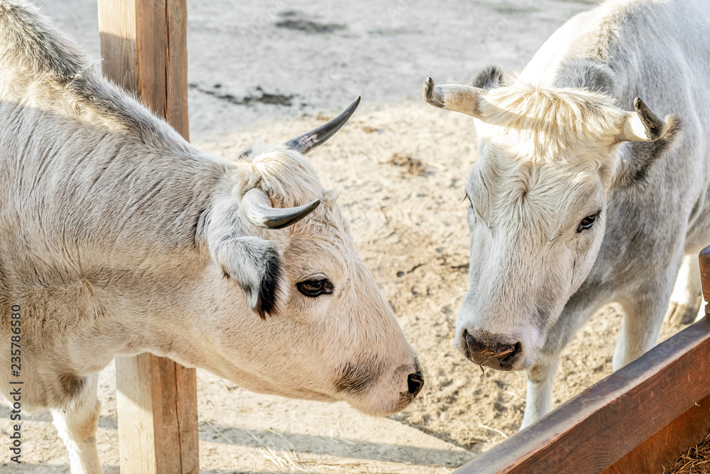 Fototapeta premium Couple of white cows standing at cattle yard at farm
