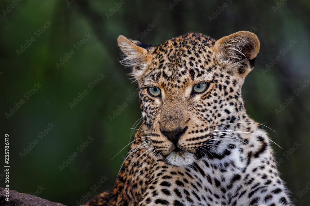 Portrait of a Leopard in Sabi Sands Game Reserve in the Greater Kruger Region in South Africa Portrait of a Leopard in Sabi Sands Game Reserve in the Greater Kruger Region in South Africa