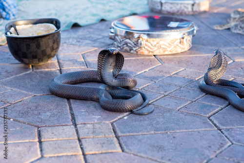 Snake Cobra Show in Fnaa, Marrakech, Morocco. photo