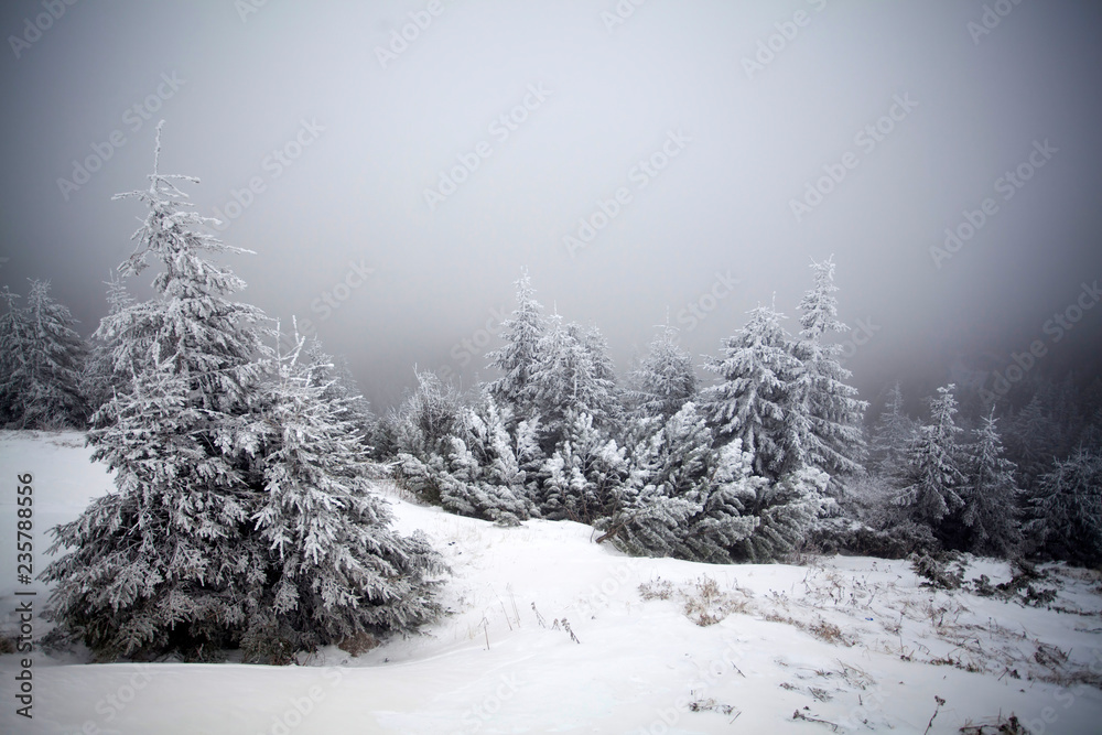 Naklejka premium Snowy fir trees