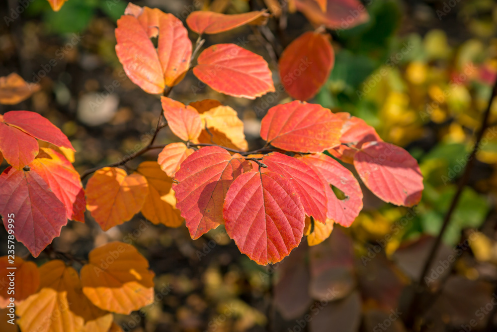 Colourful Autumnal Leaves on a Sunny Day Colourful Autumnal Leaves on a Sunny Day
