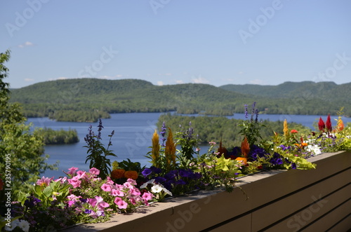 landscape with flowers and lake