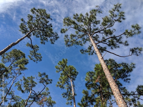 trees against sky