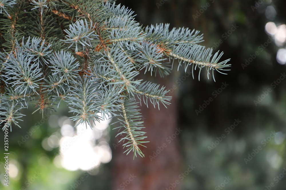 Spruce branch closeup Spruce branch closeup