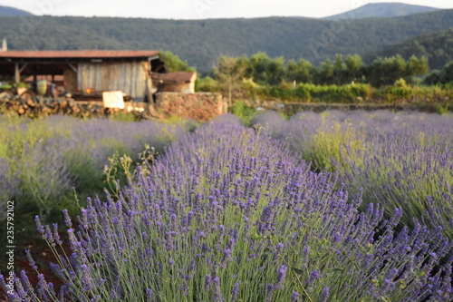 Lavender Field on a Farm - Stari Grad, Croatia