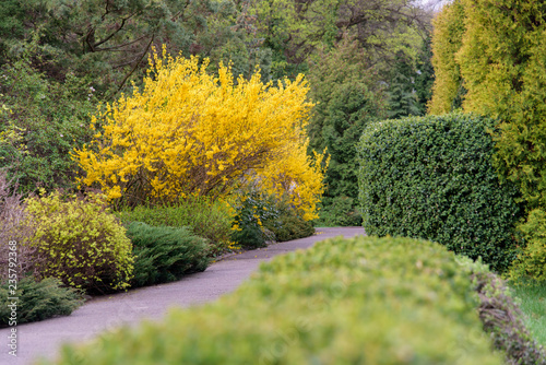 yellow forsythia bush during blossoming