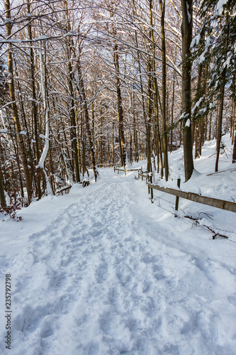 forest path in winter with snow