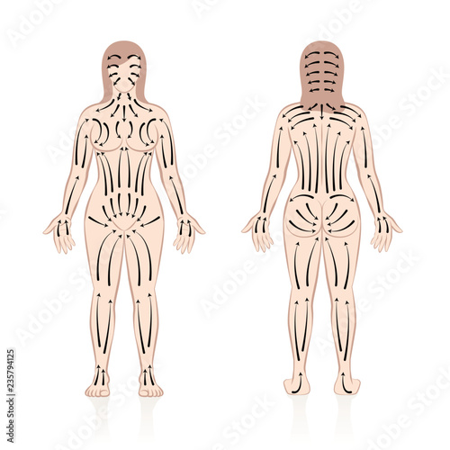 Body brushing. Female Body with direction of brush strokes. Health and beauty treatment for skincare and massage, and to stimulate the blood circulation. Illustration of a nude male body, front and ba