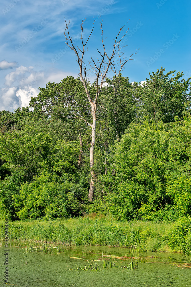 Fototapeta premium Typical landscape at swamp area of Imperial Pond (Carska bara), large natural habitat for birds and other animals from Serbia. Single old and dead tree isolated.