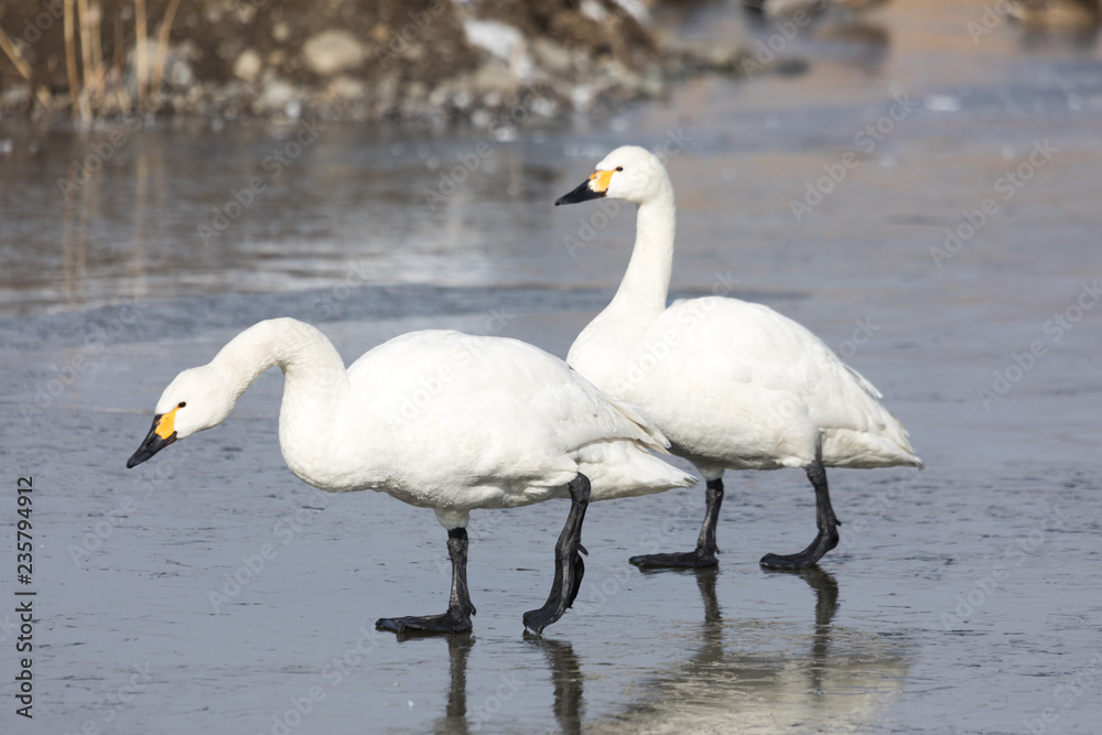 Fototapeta premium 氷の上を歩く白鳥