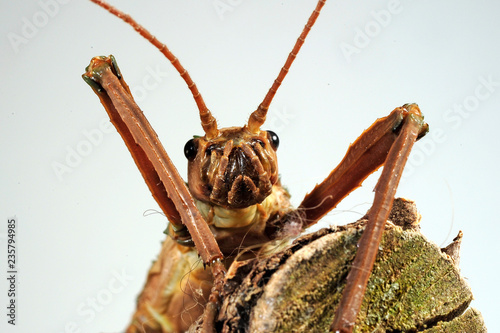 weibliche Panzerschrecke (Eurycantha insularis) - stick insect / female