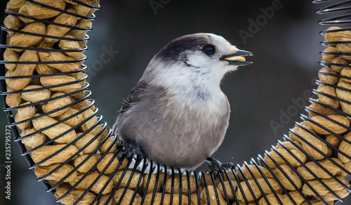Foto Canada Jay