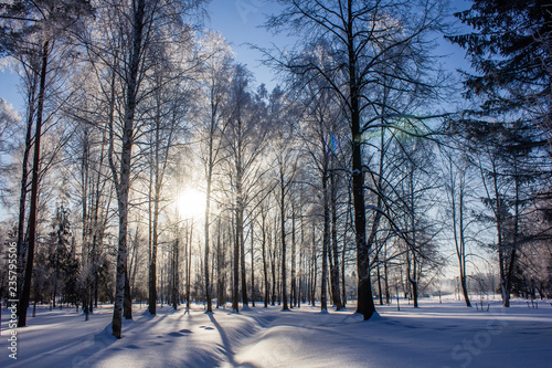 Winter landscape in clear weather. Morning bright sun. Snow plays shine. Frosty Snow Park © alenka2194