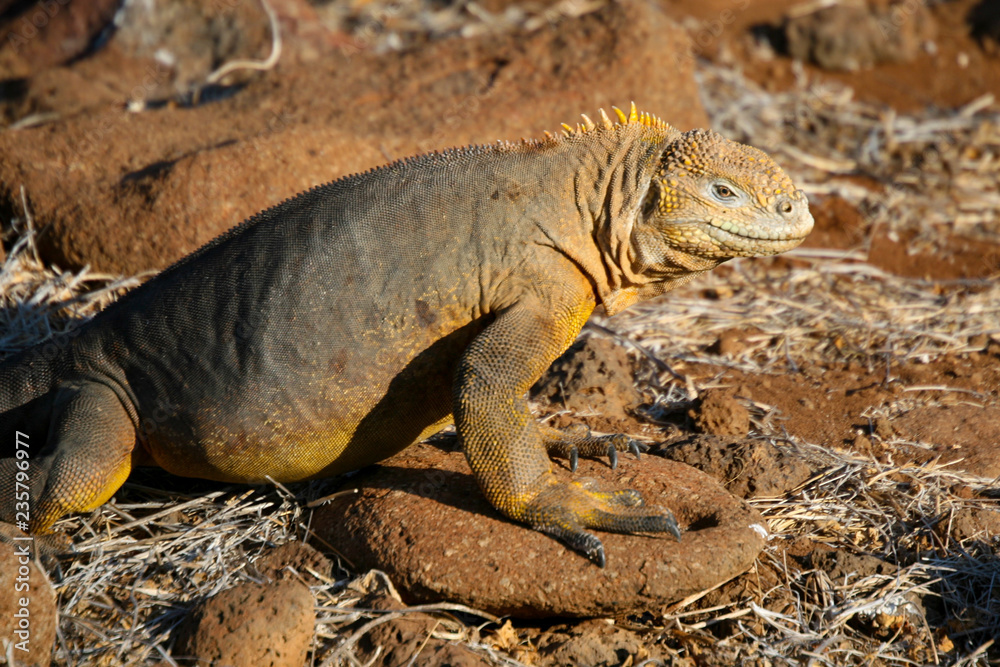 Obraz premium Land Iguana on North Seymour Island, Galapagos Islands