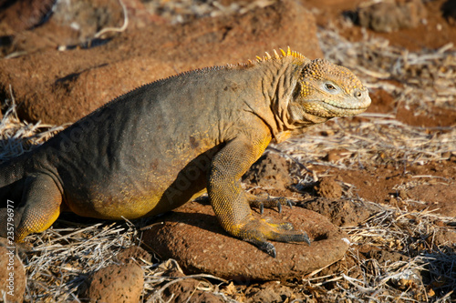 Land Iguana on North Seymour Island  Galapagos Islands